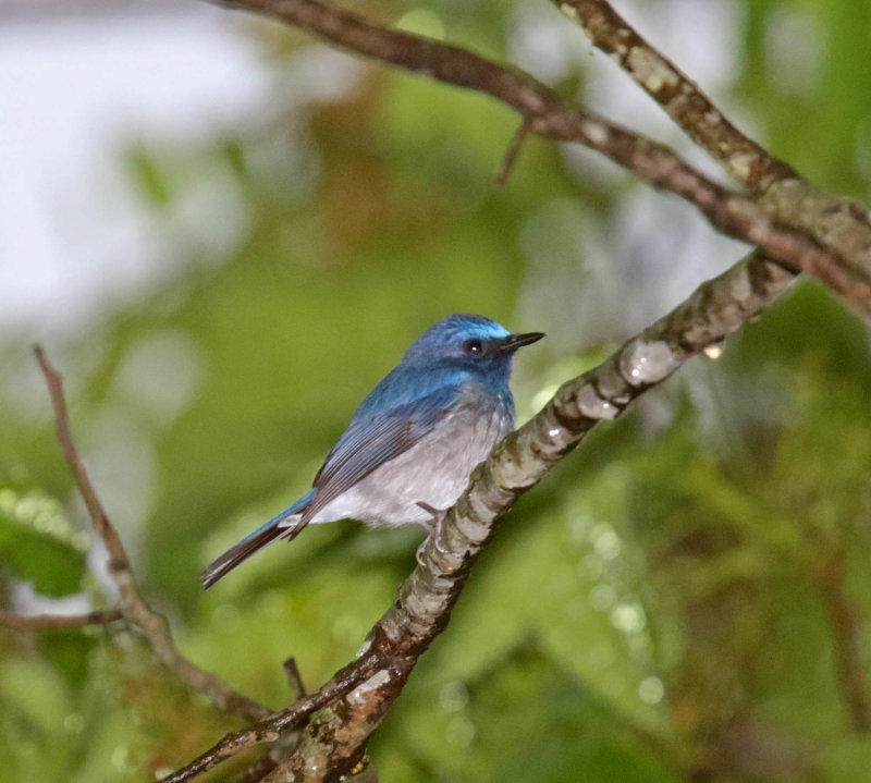 Hainin Blue Flycatcher_3684.jpg