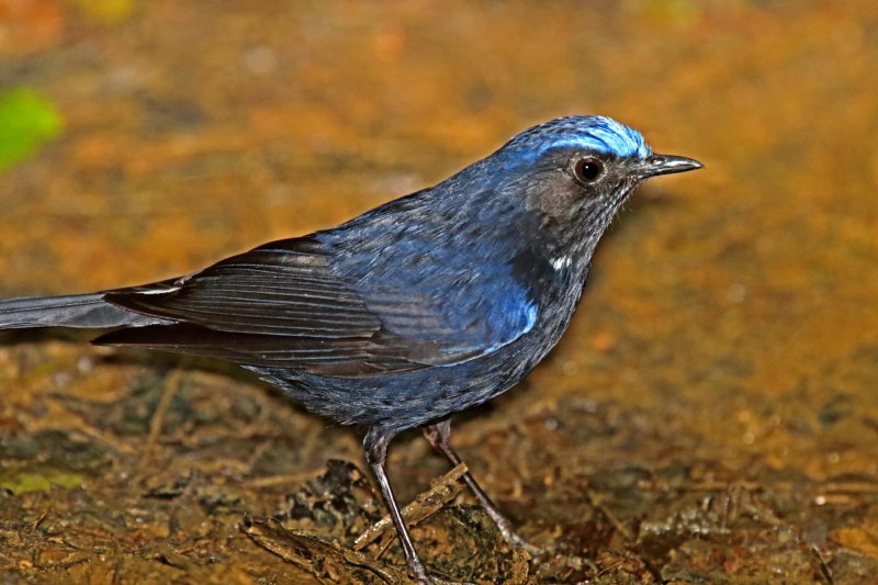 Large Niltava_3819.jpg