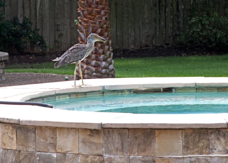 Yellow-crowned Night Heron_3953.jpg