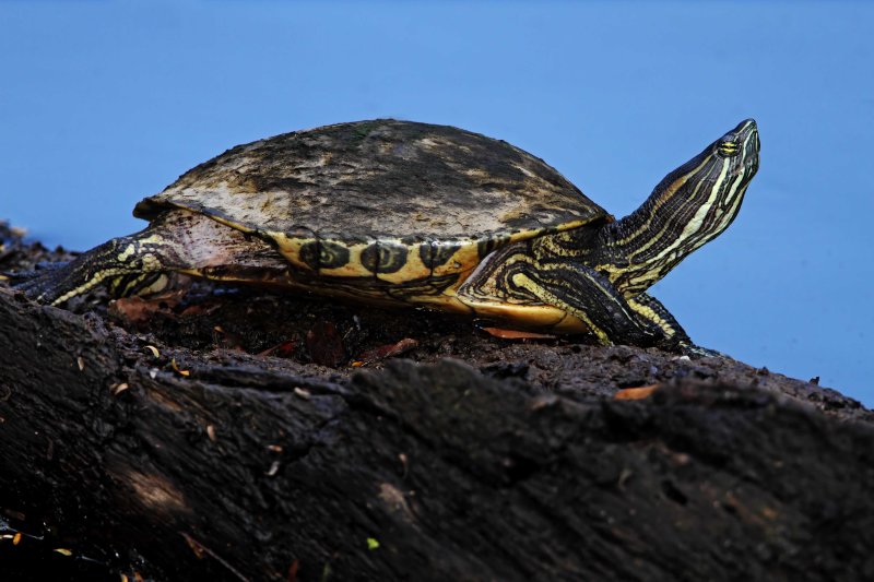 Meso-American Slider_6219.jpg
