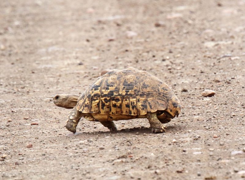 Leopard Tortoise_4632.jpg