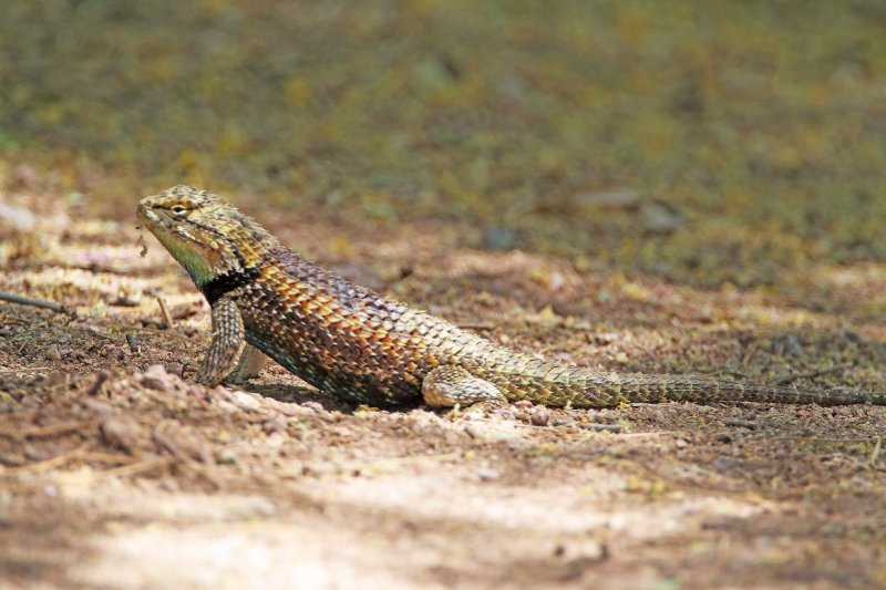 Desert Spiny Lizard_0677.jpg