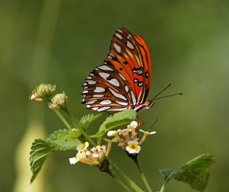 Gulf Fritillary_5025.jpg
