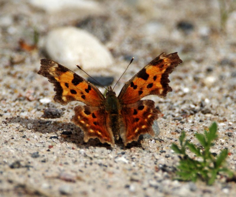 Eastern Comma - winter form_0166.jpg
