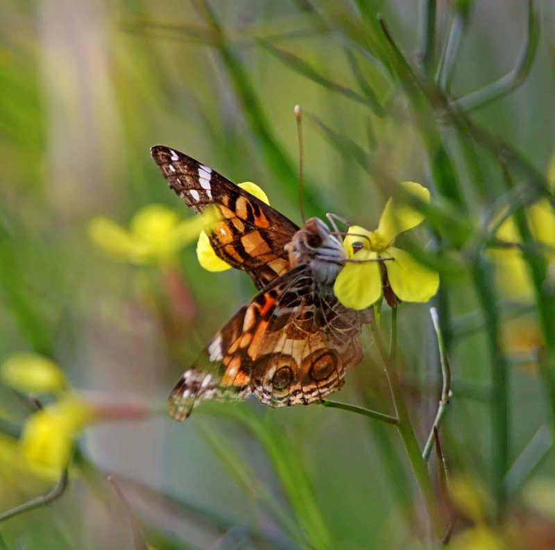 American Lady_5058.jpg