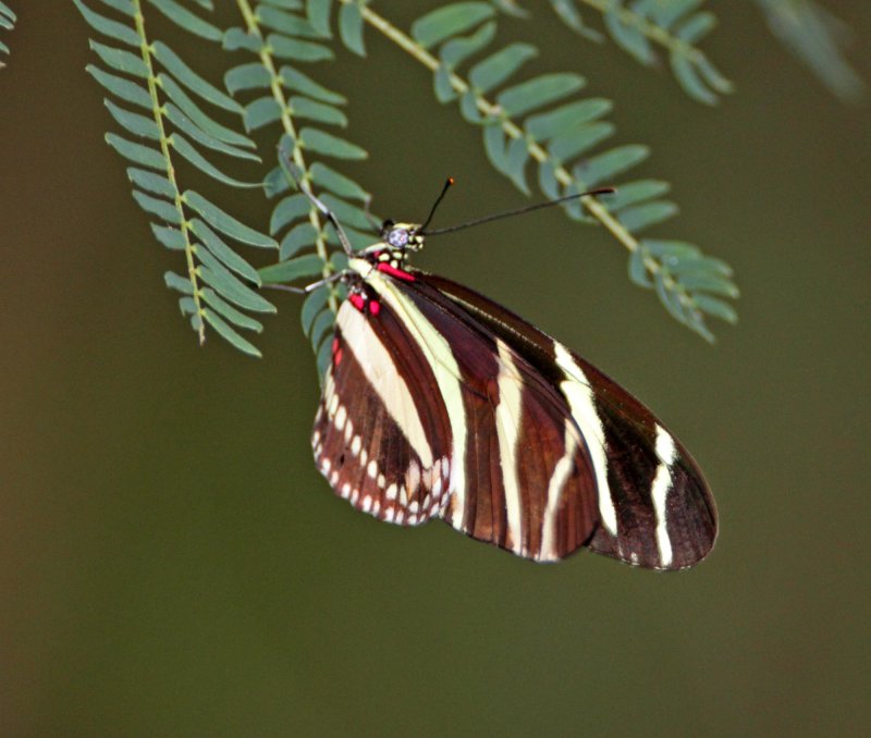 Zebra Longwing_3305.jpg