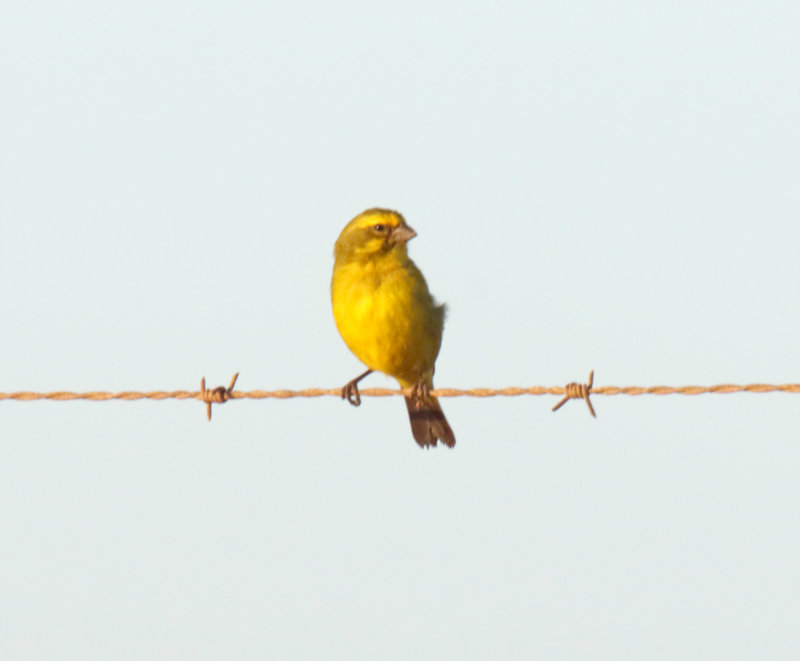 Brimstone Canary_3202.jpg