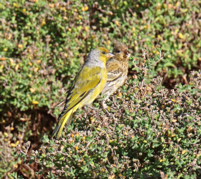 Cape Canary_2070.jpg