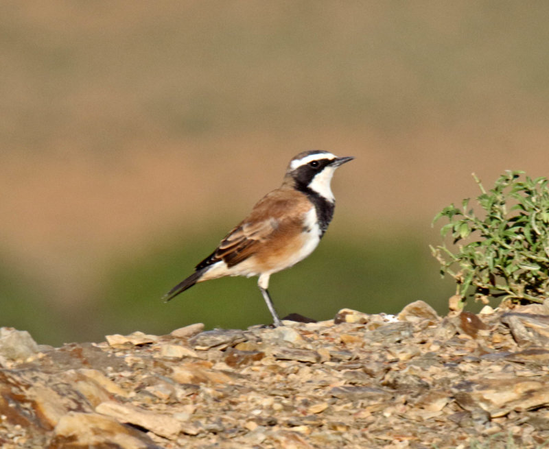 Capped Wheatear_3070.jpg