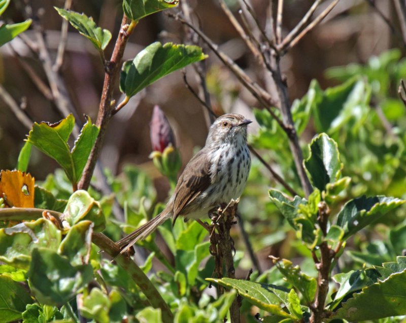 Karoo Prinia_8371.jpg