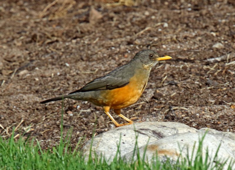 Olive Thrush_2054.jpg