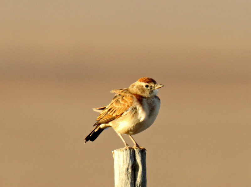 Red-capped Lark_3252.jpg