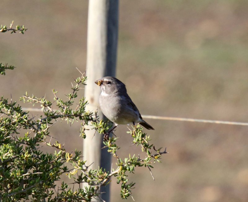 White-throated Canary_3422.jpg