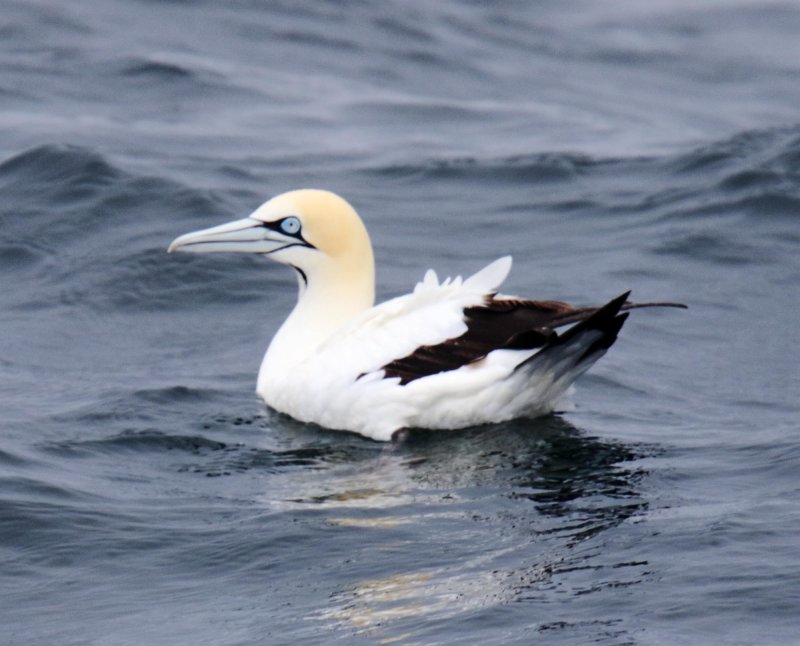 Cape Gannet_1941.jpg