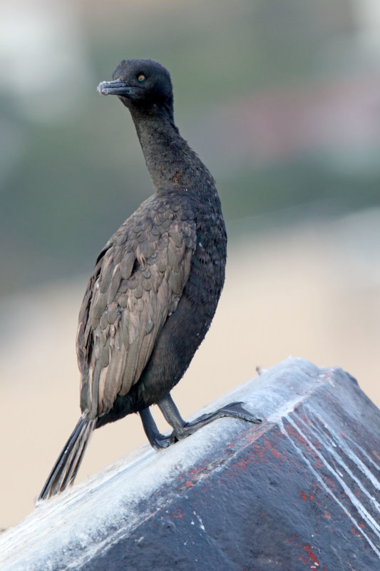 Bank Cormorant_0788.jpg