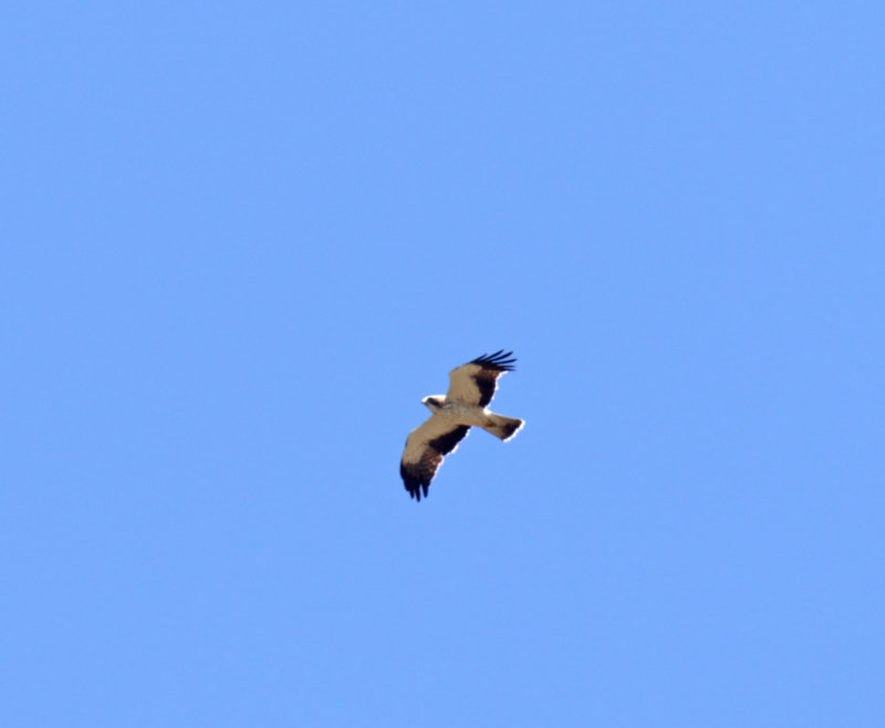 Booted Eagle_2391.jpg