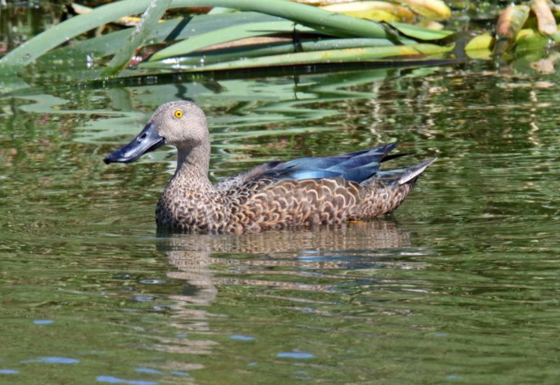 Cape Shoveler male_0012.jpg