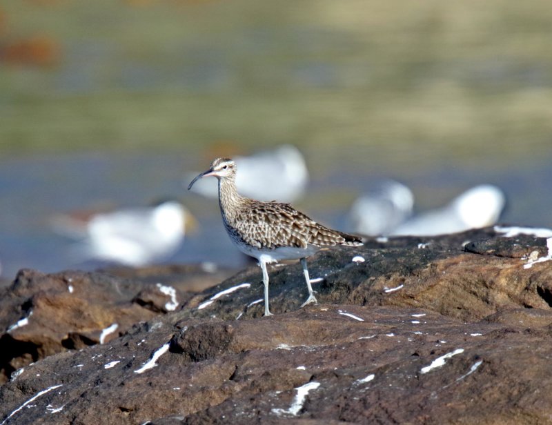 Eurasian Whimbrel_8951.jpg