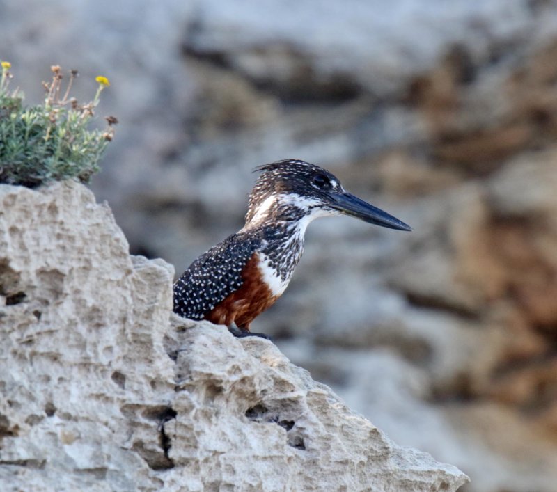 Giant Kingfisher - female_3672.jpg