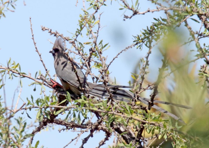 White-backed Mousebird_2917.jpg