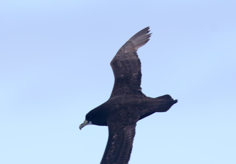 White-chinned Petrel_1050.jpg