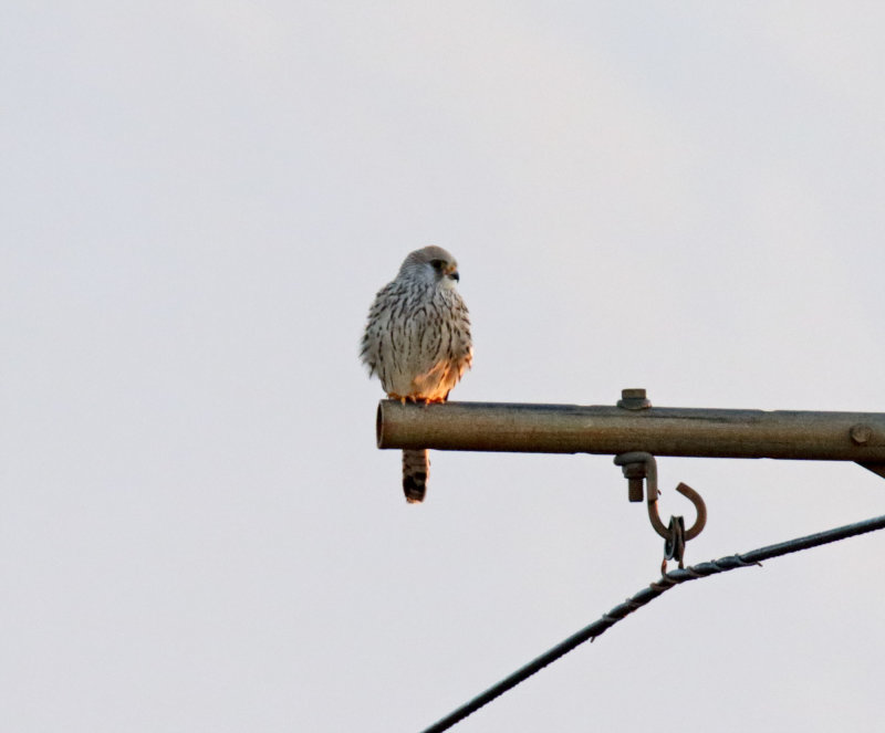 Greater Kestrel_3131.jpg