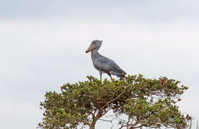 Shoebill_5565.jpg