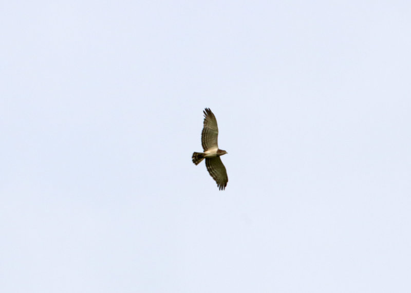 Black-chested Snake-Eagle_4059.jpg