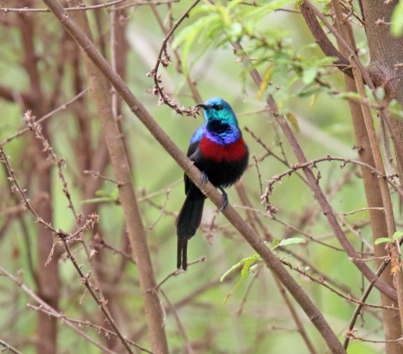 Red-chested Sunbird - male_5917.jpg