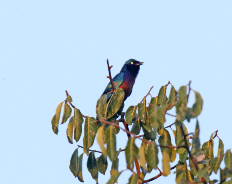 Splendid Starling_5051.jpg