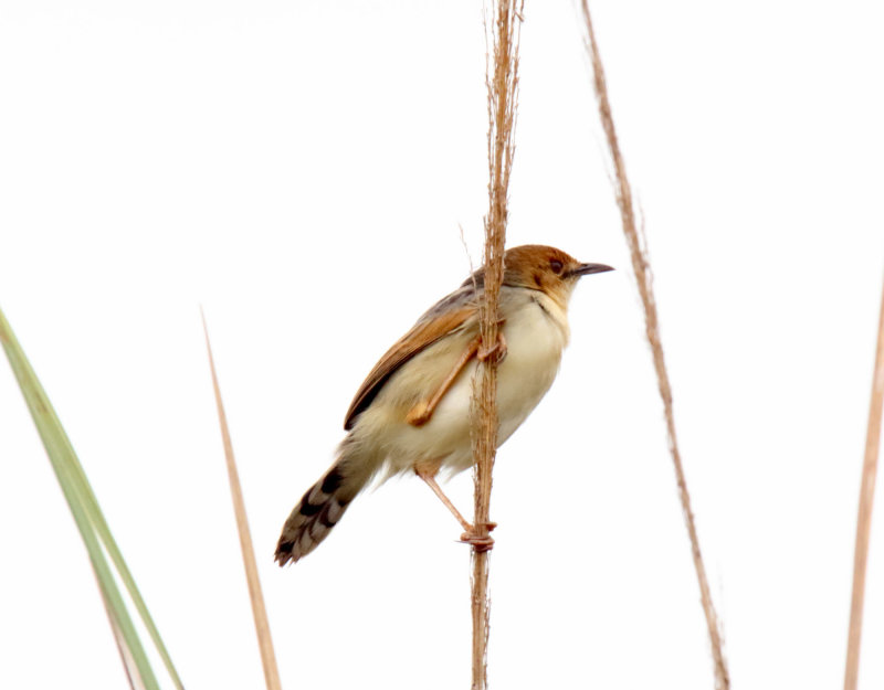 Winding Cisticola_5633.jpg