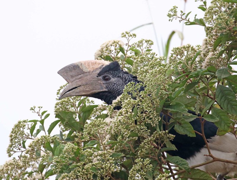 Black-and-white-casqued Hornbill_4450.jpg
