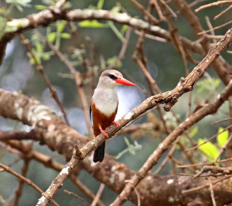 Gray-headed Kingfisher_5633.jpg