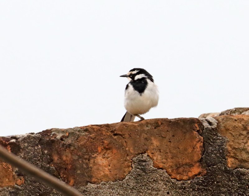 African Pied Wagtail_4493.jpg