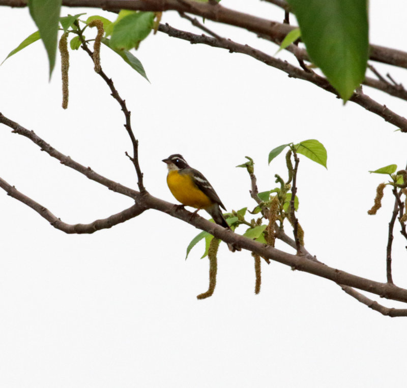 Cabaniss Bunting_4537.jpg
