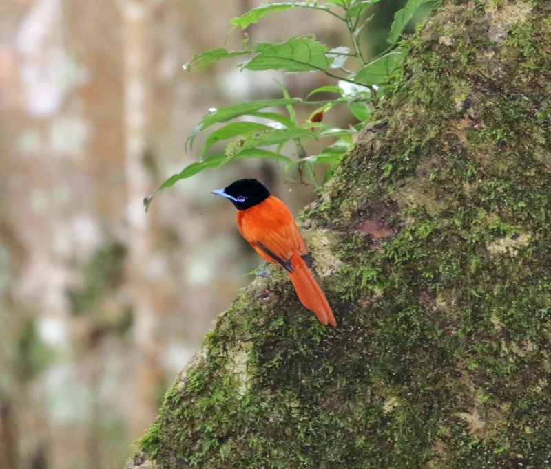 Red-bellied Paradise-Flycatcher - male_4648.jpg