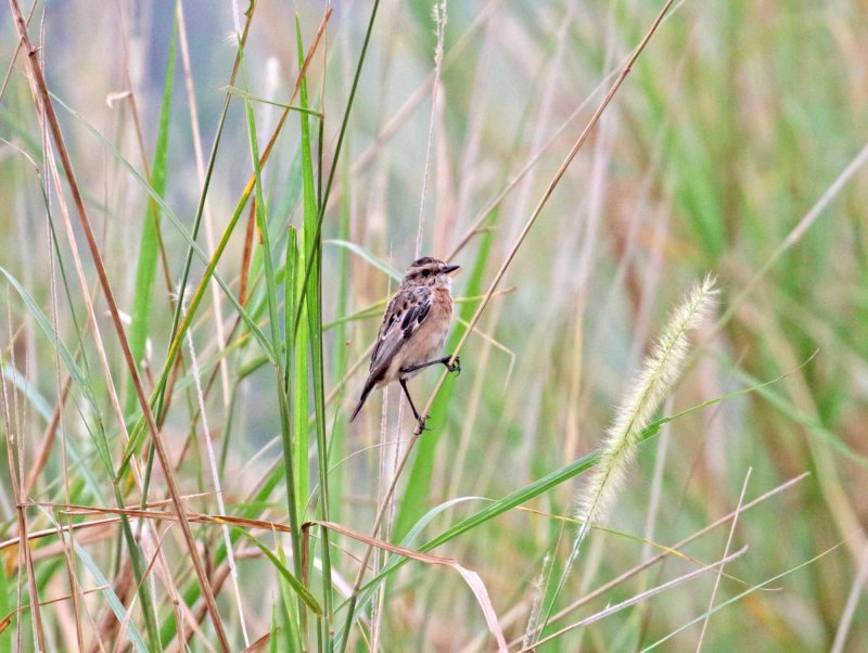 Whinchat - female_4312.jpg