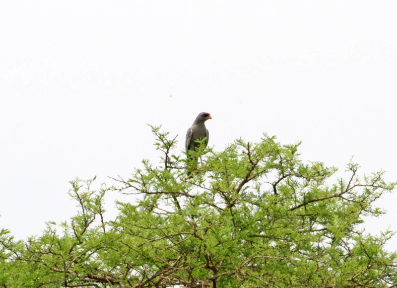 Dark Chanting-Goshawk_5697.jpg