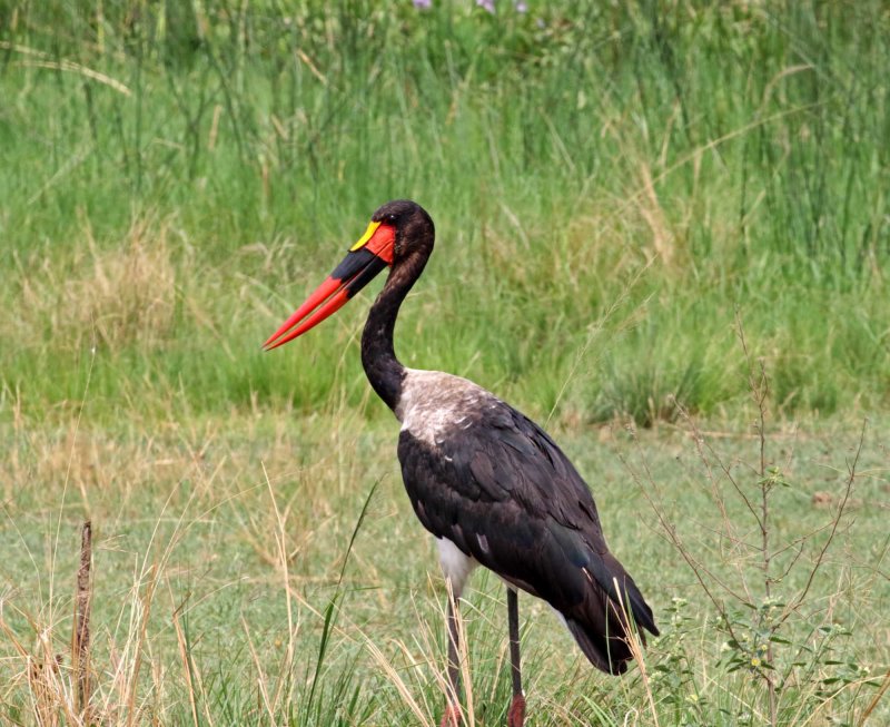 Saddle-billed Stork - male_7533.jpg