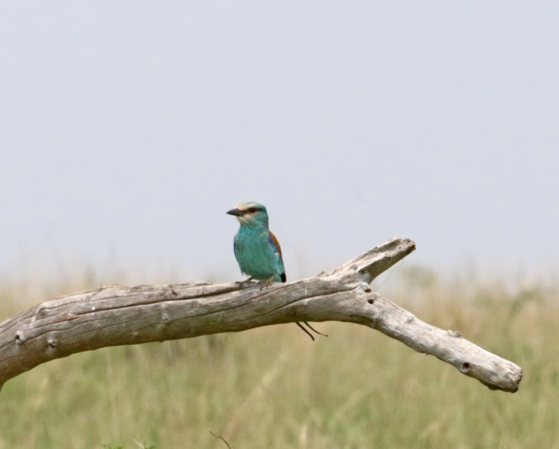 Abyssinian Roller_7857.jpg