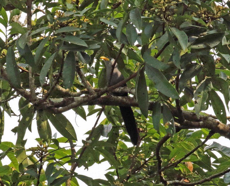 Blue Malkoha_9027.jpg