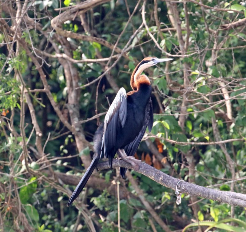 African Darter_8181.jpg