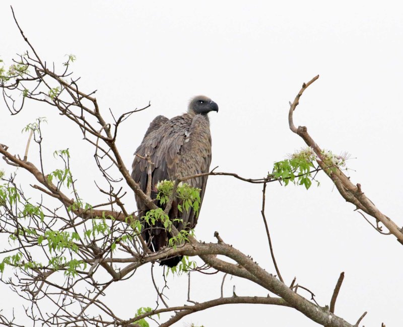Hooded Vulture_6231.jpg
