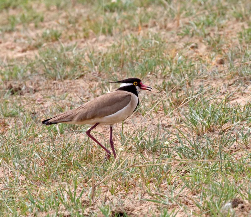 Black-headed Lapwing_7516.jpg