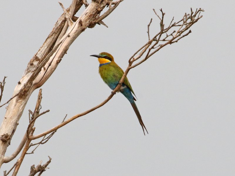 Swallow-tailed Bee-eater_6708.jpg
