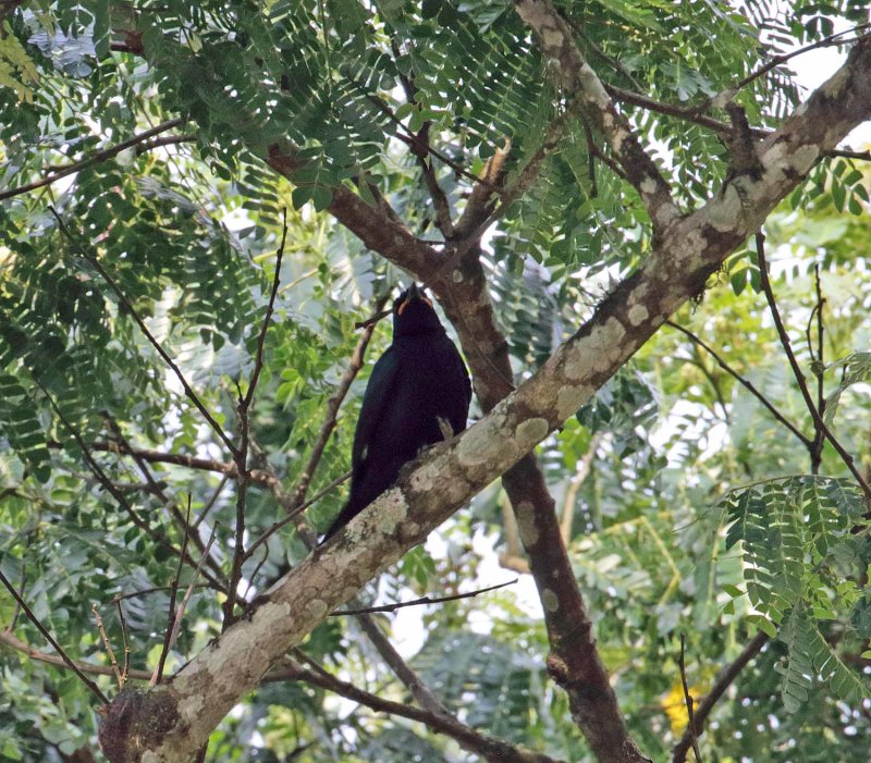 Petits Cuckooshrike_9003.jpg