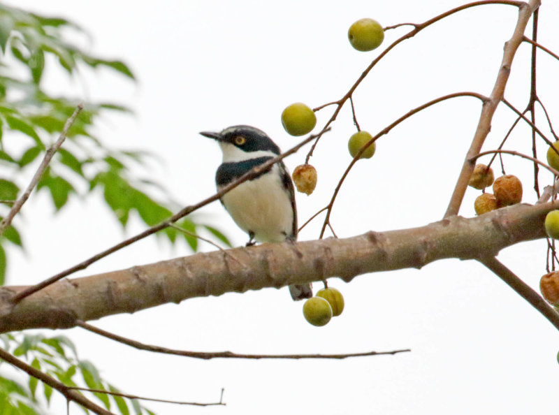 Western Black-headed Batis_8457.jpg