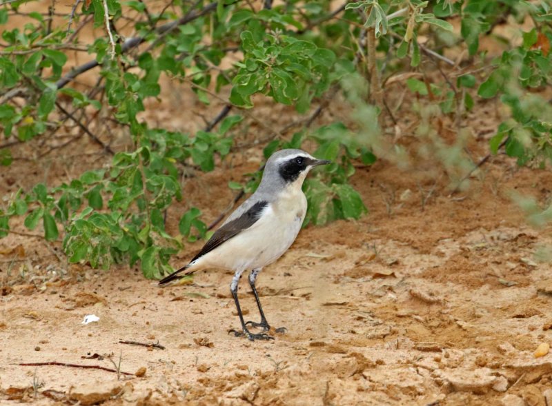 Northern Wheatear_6396.jpg