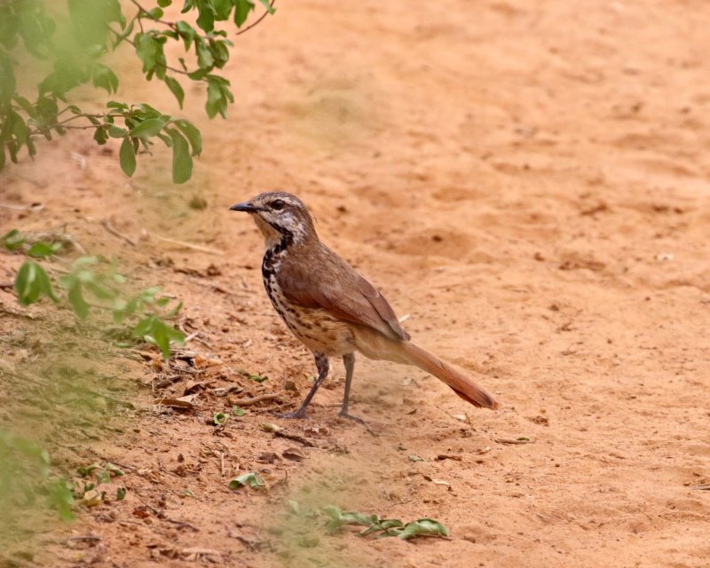 Spotted Palm Thrush_6530.jpg