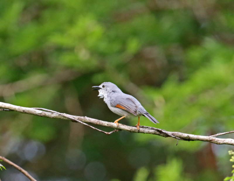 Red-winged Gray Warbler_8438.jpg